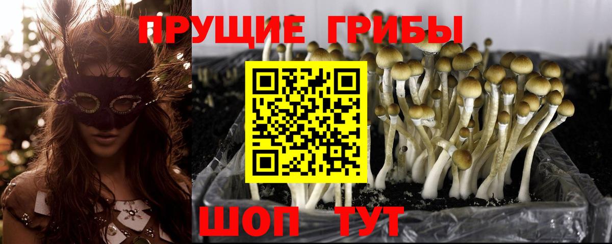 Галлюциногенные грибы прущие грибы  Псилоцибиновые грибы прущие грибы  Прокопьевск 